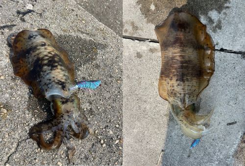 アオリイカの釣果