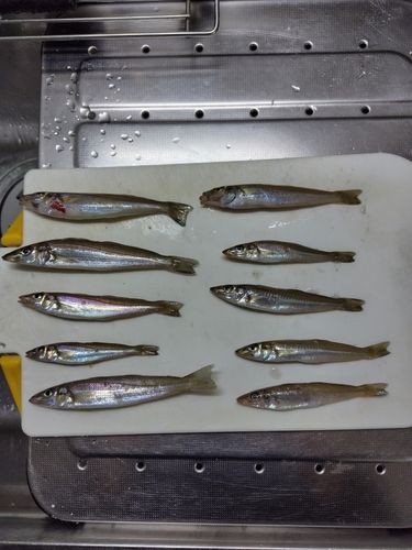 キスの釣果