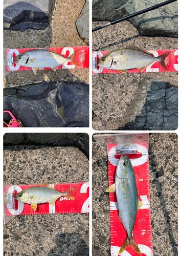 ネリゴの釣果
