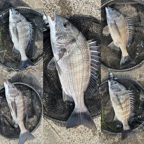 クロダイの釣果