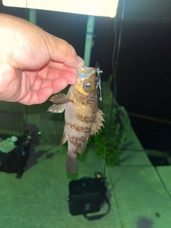 メバルの釣果