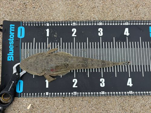 マゴチの釣果