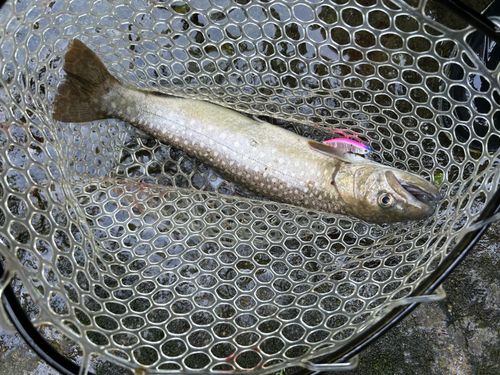 イワナの釣果