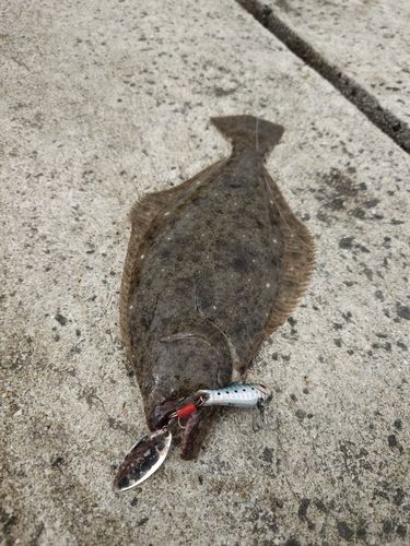 ヒラメの釣果