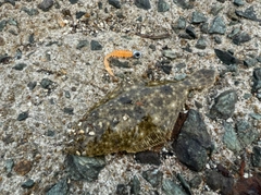 ソゲの釣果