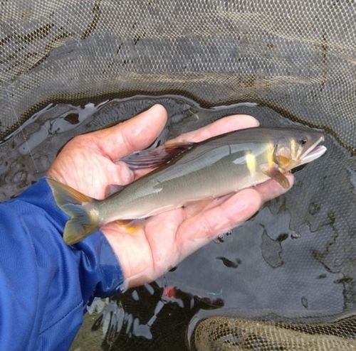 アユの釣果