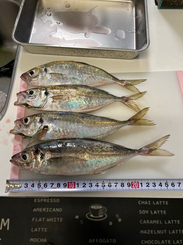アジの釣果