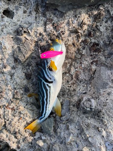 シマフグの釣果