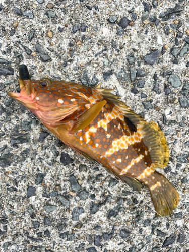 キジハタの釣果