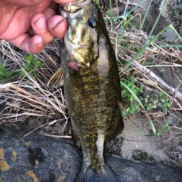 スモールマウスバス