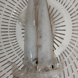 ケンサキイカ