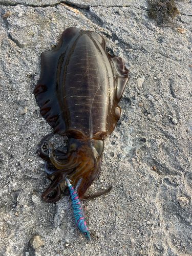 アオリイカの釣果
