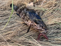 タケノコメバルの釣果