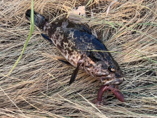 タケノコメバルの釣果