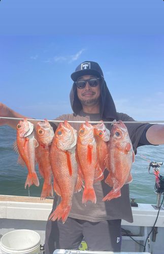 アカムツの釣果