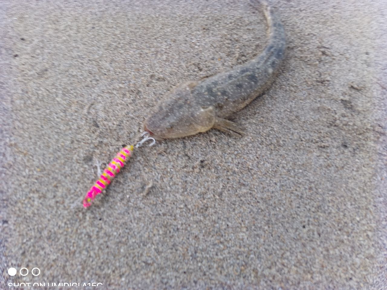 マゴチ