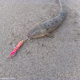 マゴチ