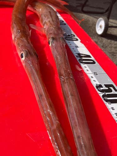 アカヤガラの釣果