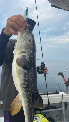 マフグの釣果