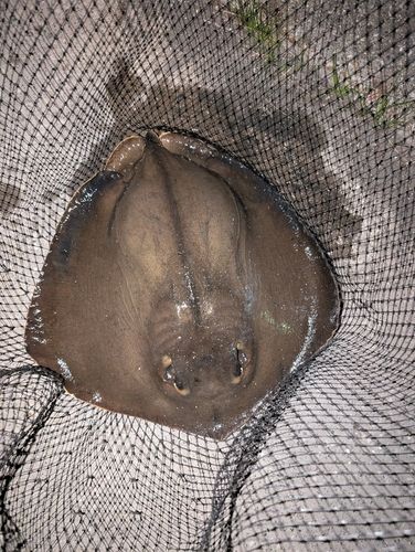 アカエイの釣果