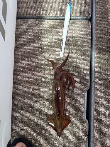 スルメイカの釣果