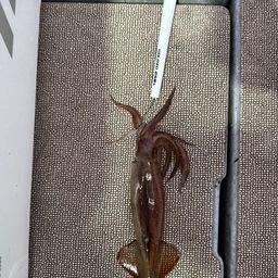 スルメイカ