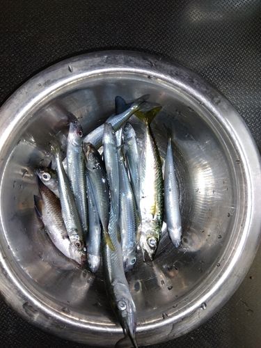 トウゴロウイワシの釣果