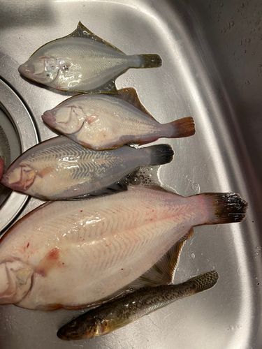 カレイの釣果
