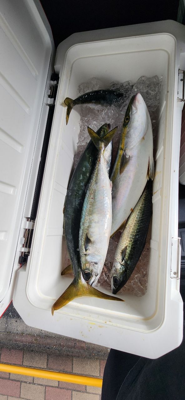 パラダイスさんの釣果 2枚目の画像