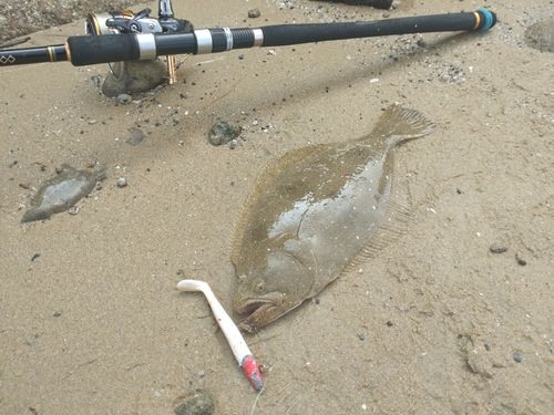 ソゲの釣果