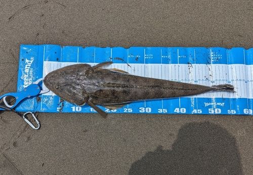 マゴチの釣果