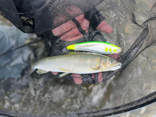 アユの釣果