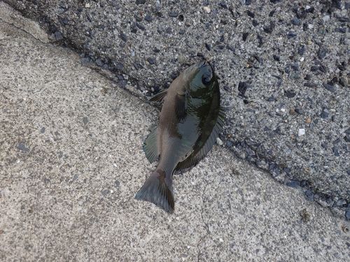 メジナの釣果