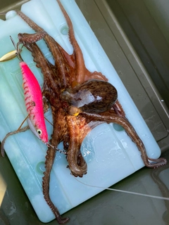 タコの釣果