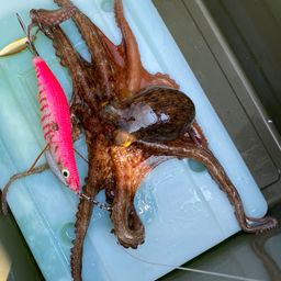 タコ