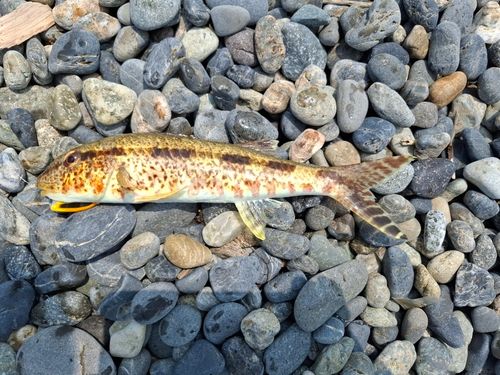 ヒメジの釣果