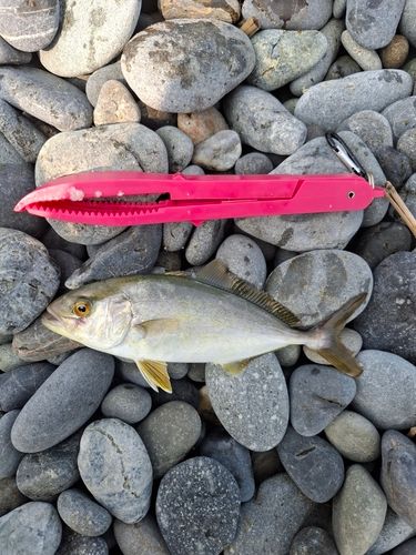 ショゴの釣果
