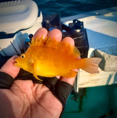 カワハギの釣果
