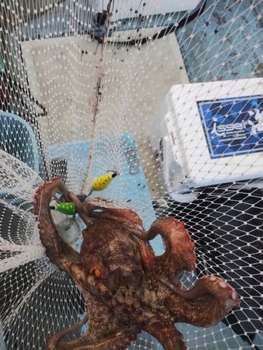 マダコの釣果
