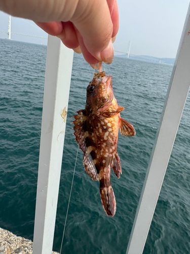 釣果