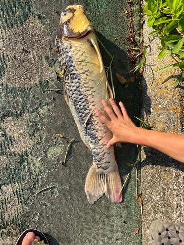 コイの釣果