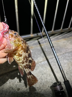 カサゴの釣果