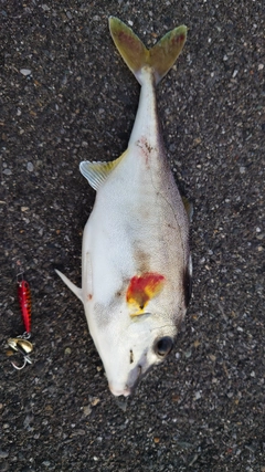 ギマの釣果