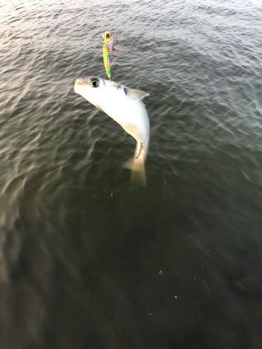 ボラの釣果