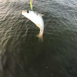 ボラ