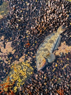 アイナメの釣果