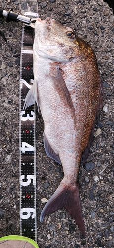 タイの釣果