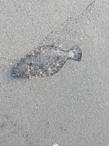 ソゲの釣果