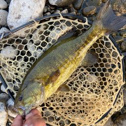 スモールマウスバス