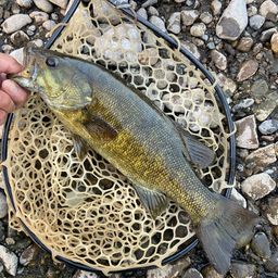 スモールマウスバス